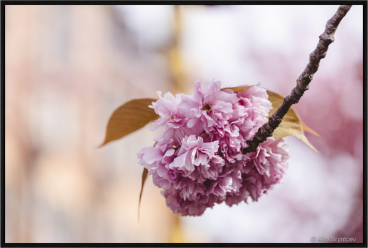 Elegant Pink Blossom Art Print for Home Decor on Premium Paper