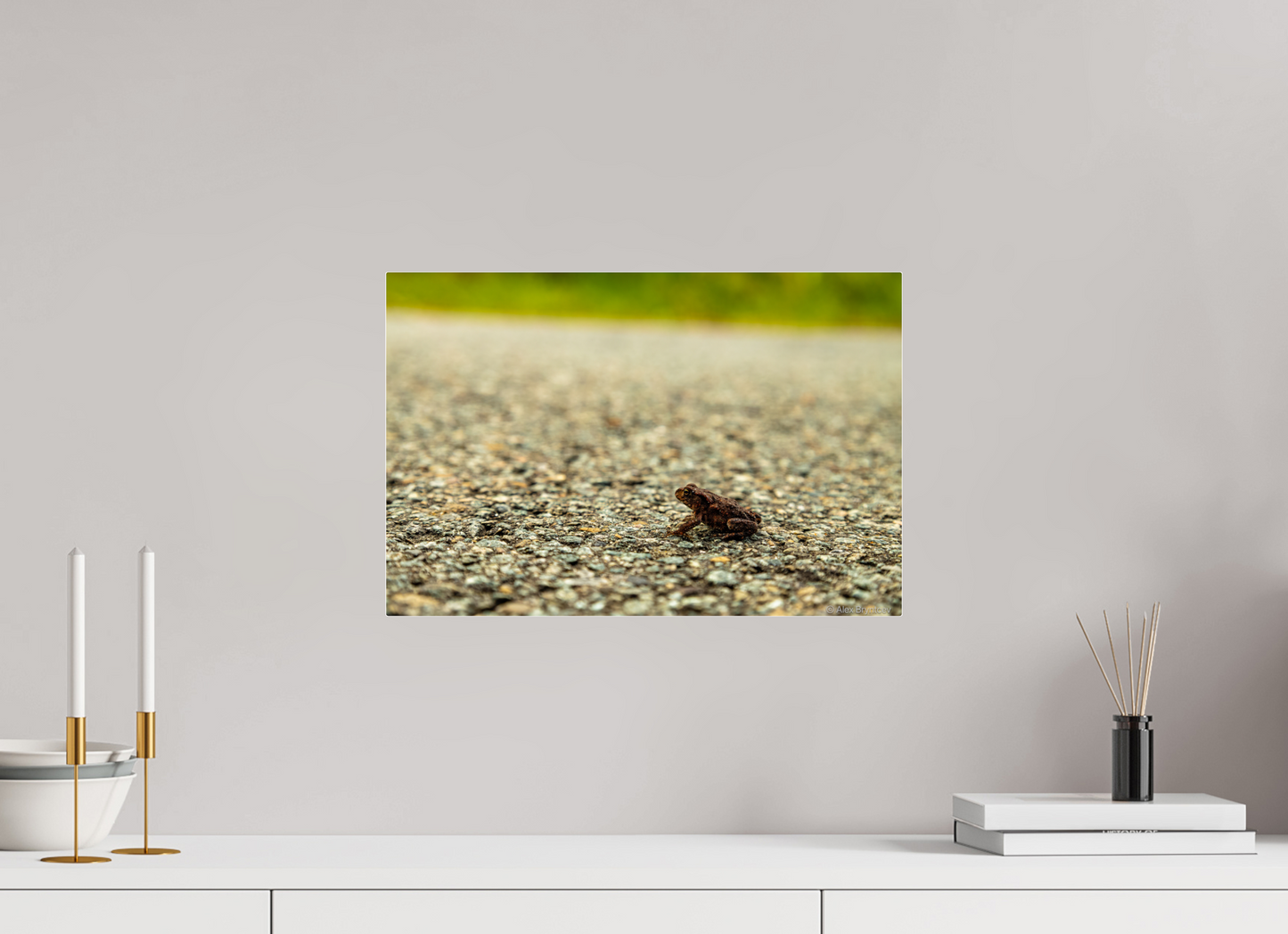 Captivating Close-Up of Tiny Frog on a Journey Fine Art Print