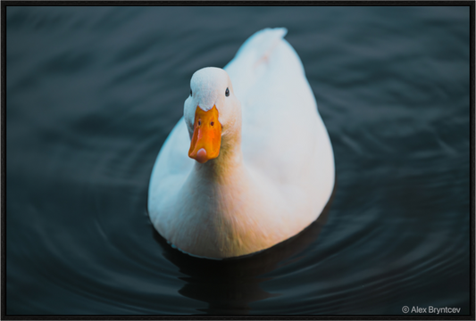 Graceful White Duck Print Wall Art – Nature Photography on Premium Paper