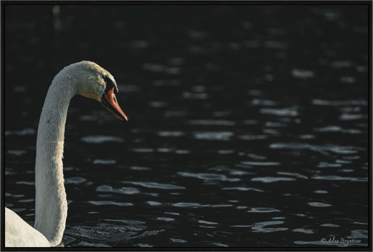 Elegant Swan Lake Art Print on Premium Paper Multiple Sizes Available