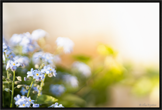 Forget Me Not Flower Print Soft Pastel Floral Wall Art Nature Home Decor