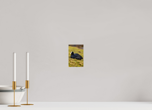 Elegant Coot Bird Art Print on Premium Paper Multiple Sizes Available