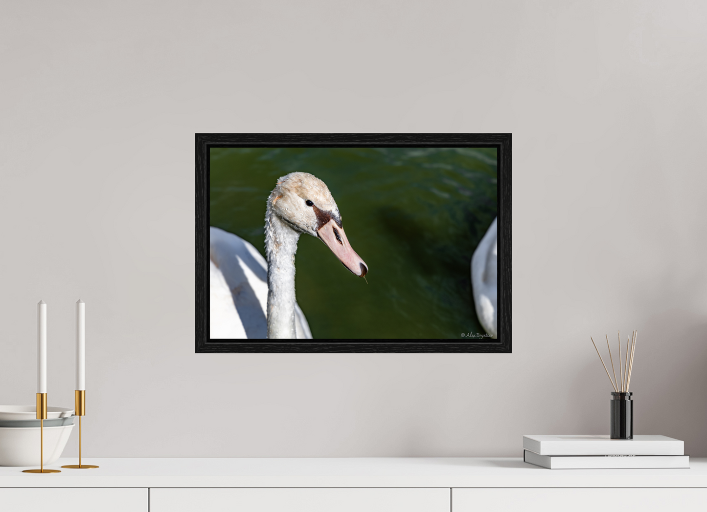 Serene Swan Portrait Wall Art - Nature Photography Print