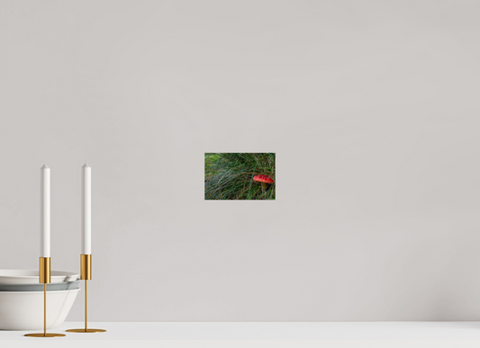 Enchanting Forest Mushroom Print Wall Art Nature Photography