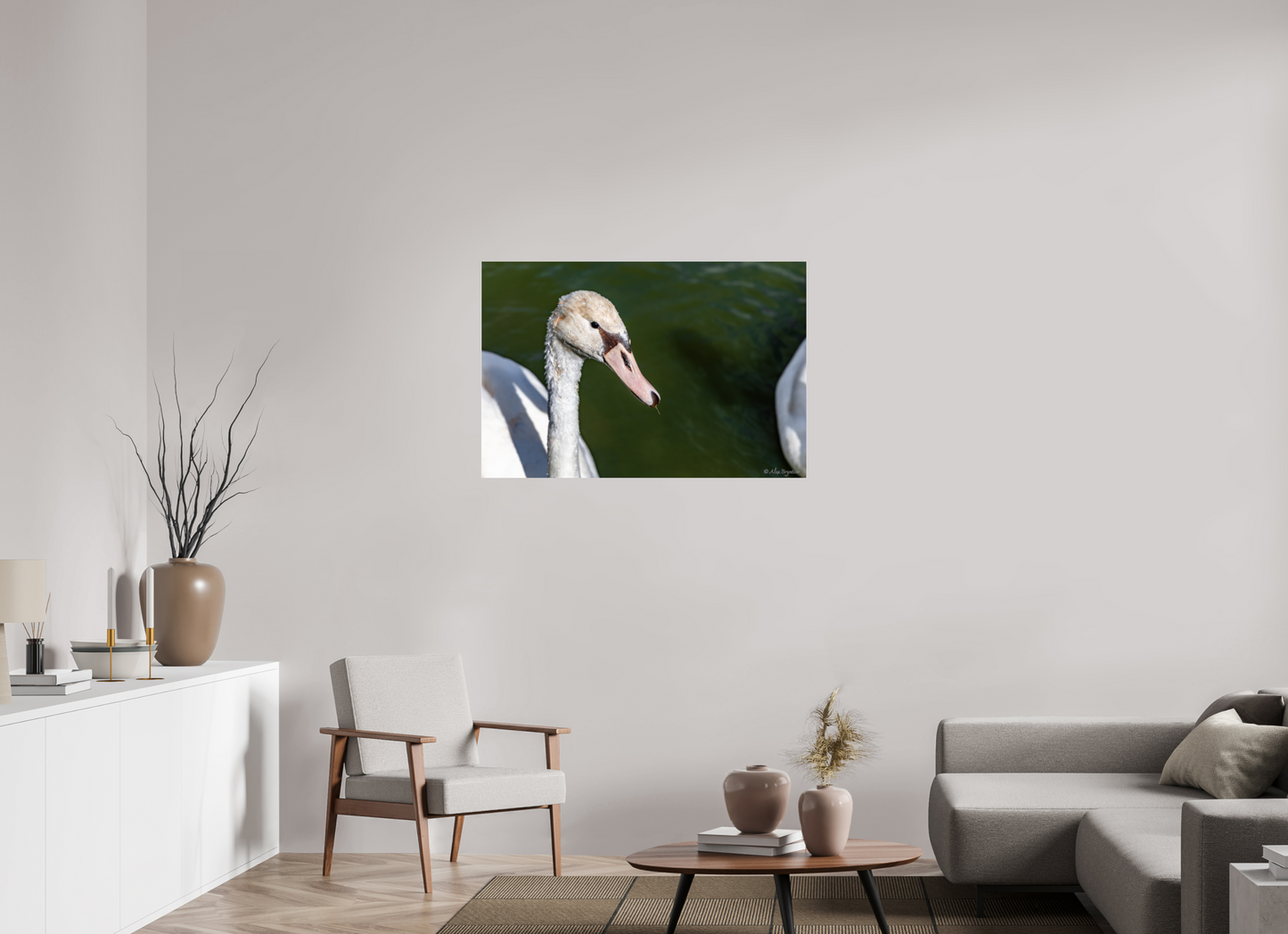Serene Swan Portrait Wall Art - Nature Photography Print
