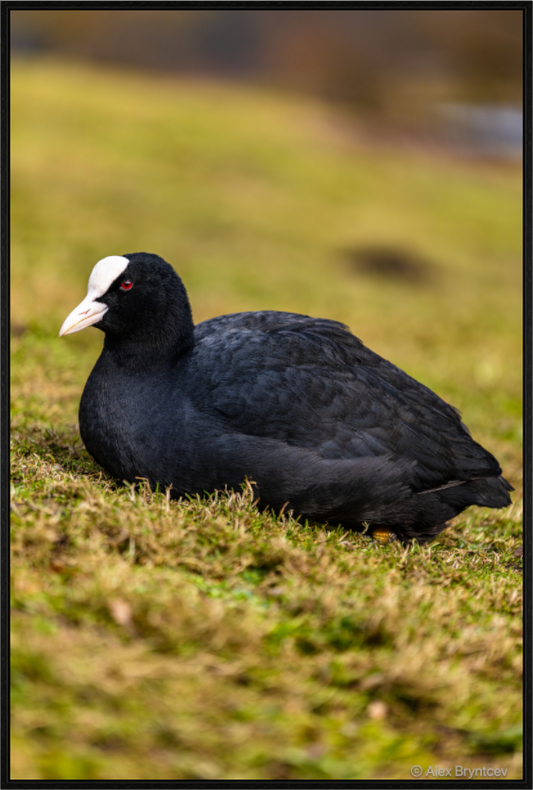 Elegant Coot Bird Art Print on Premium Paper Multiple Sizes Available
