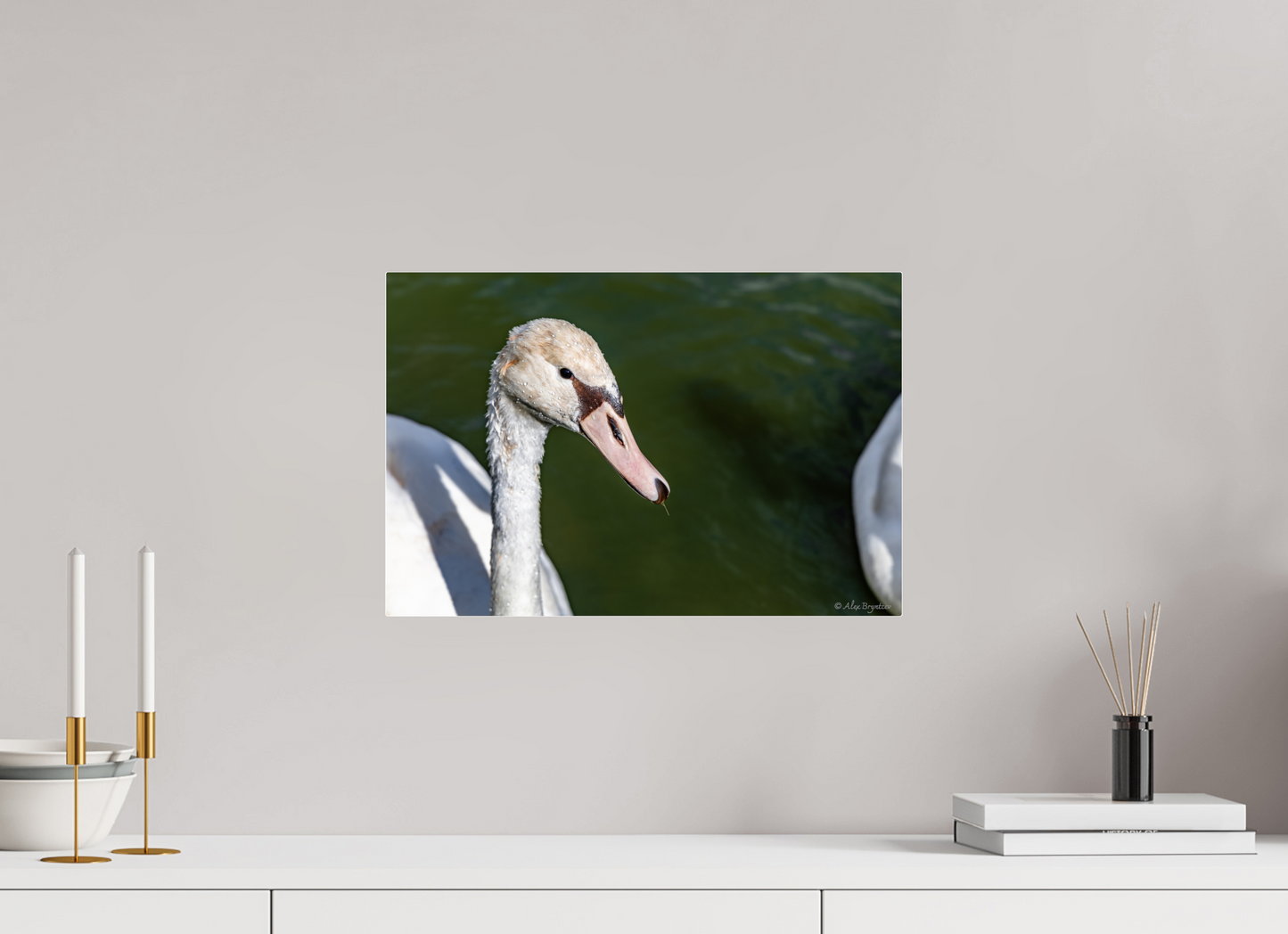 Serene Swan Portrait Wall Art - Nature Photography Print