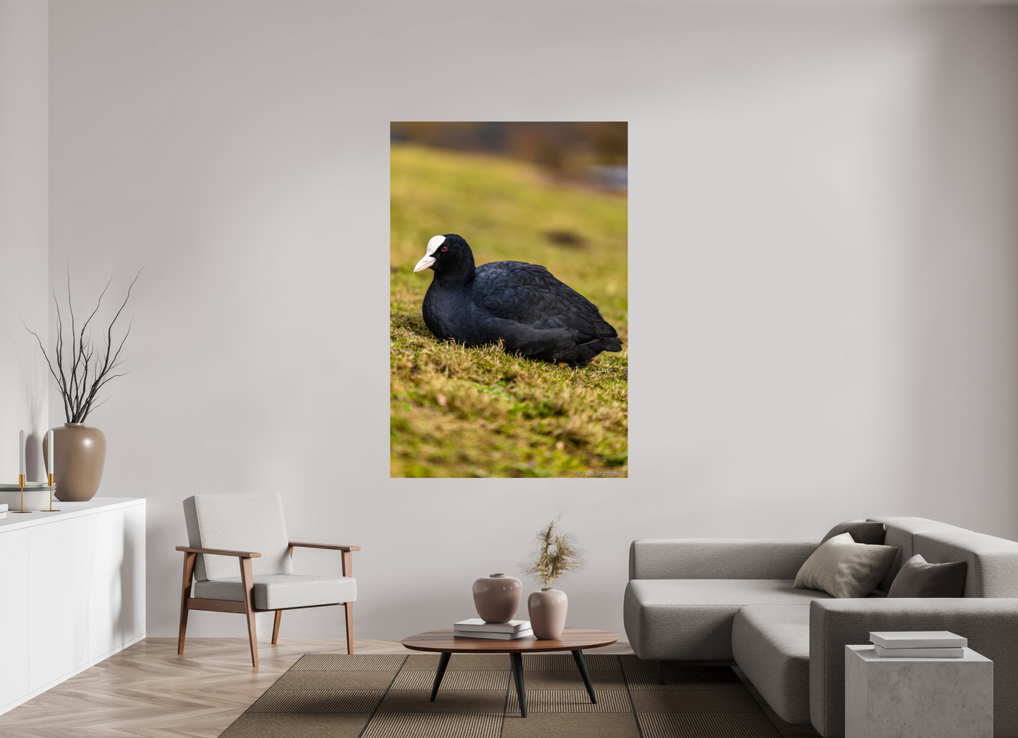 Elegant Coot Bird Art Print on Premium Paper Multiple Sizes Available