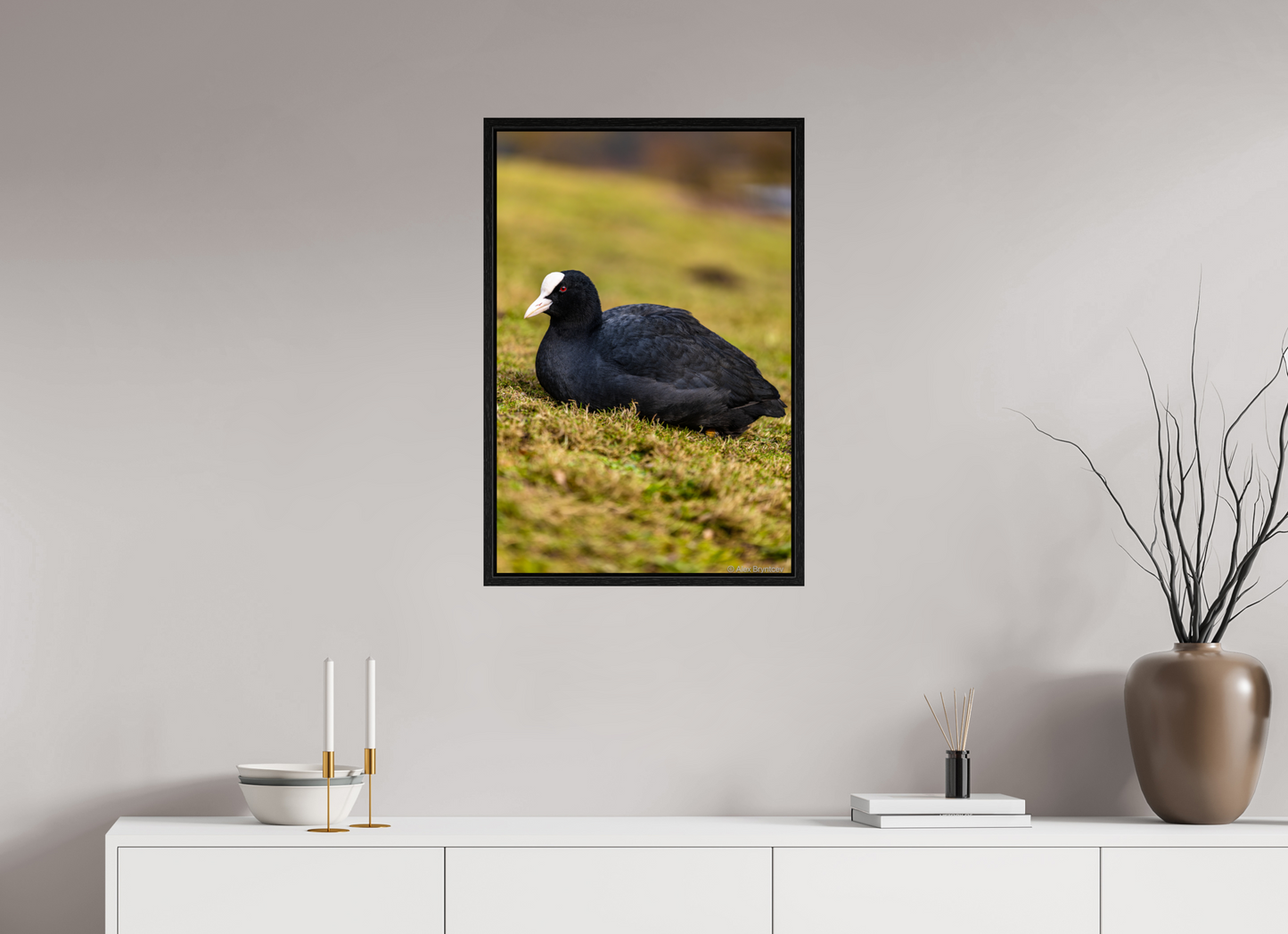 Elegant Coot Bird Art Print on Premium Paper Multiple Sizes Available