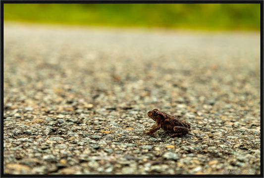 Captivating Close-Up of Tiny Frog on a Journey Fine Art Print