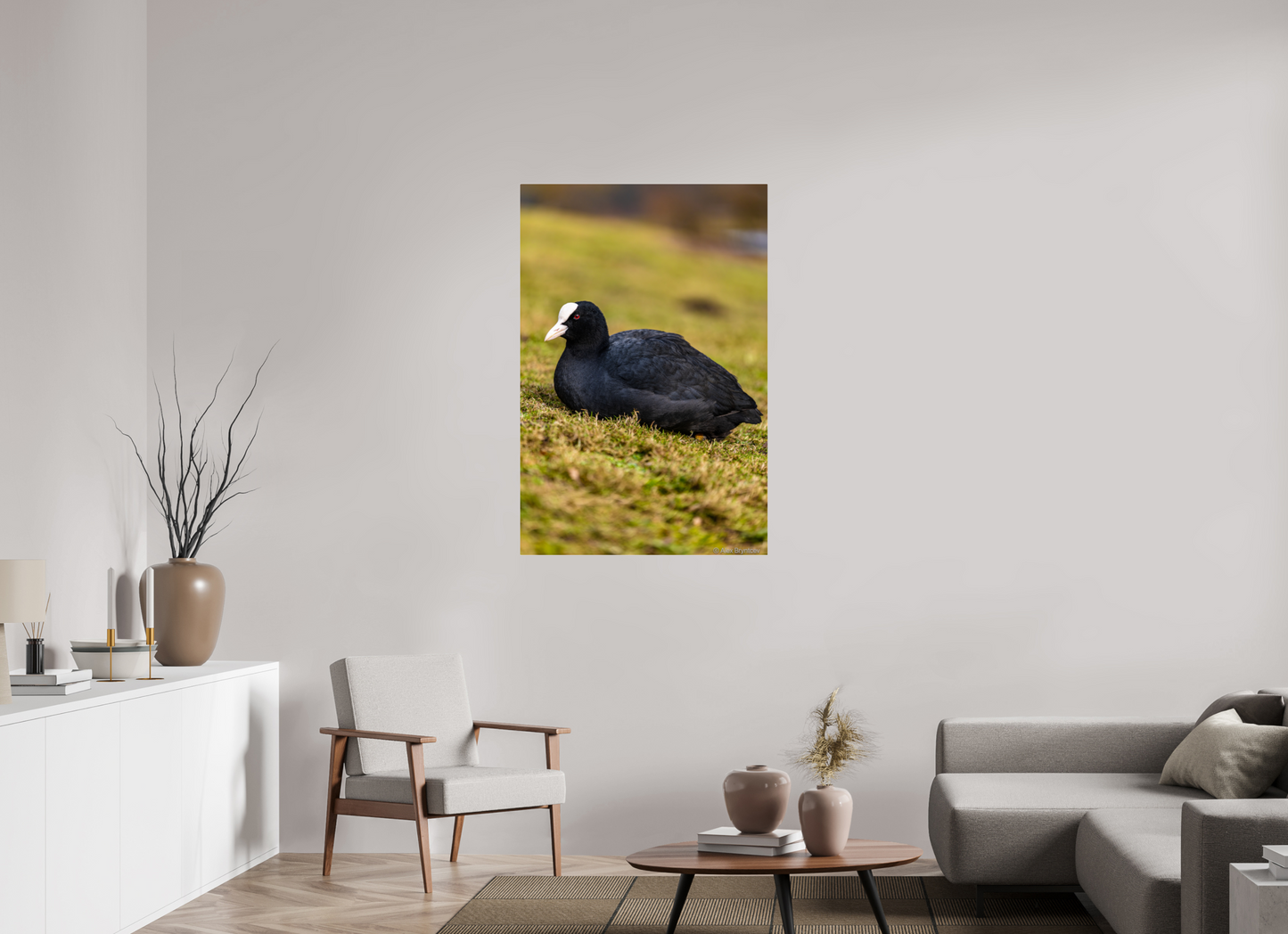 Elegant Coot Bird Art Print on Premium Paper Multiple Sizes Available