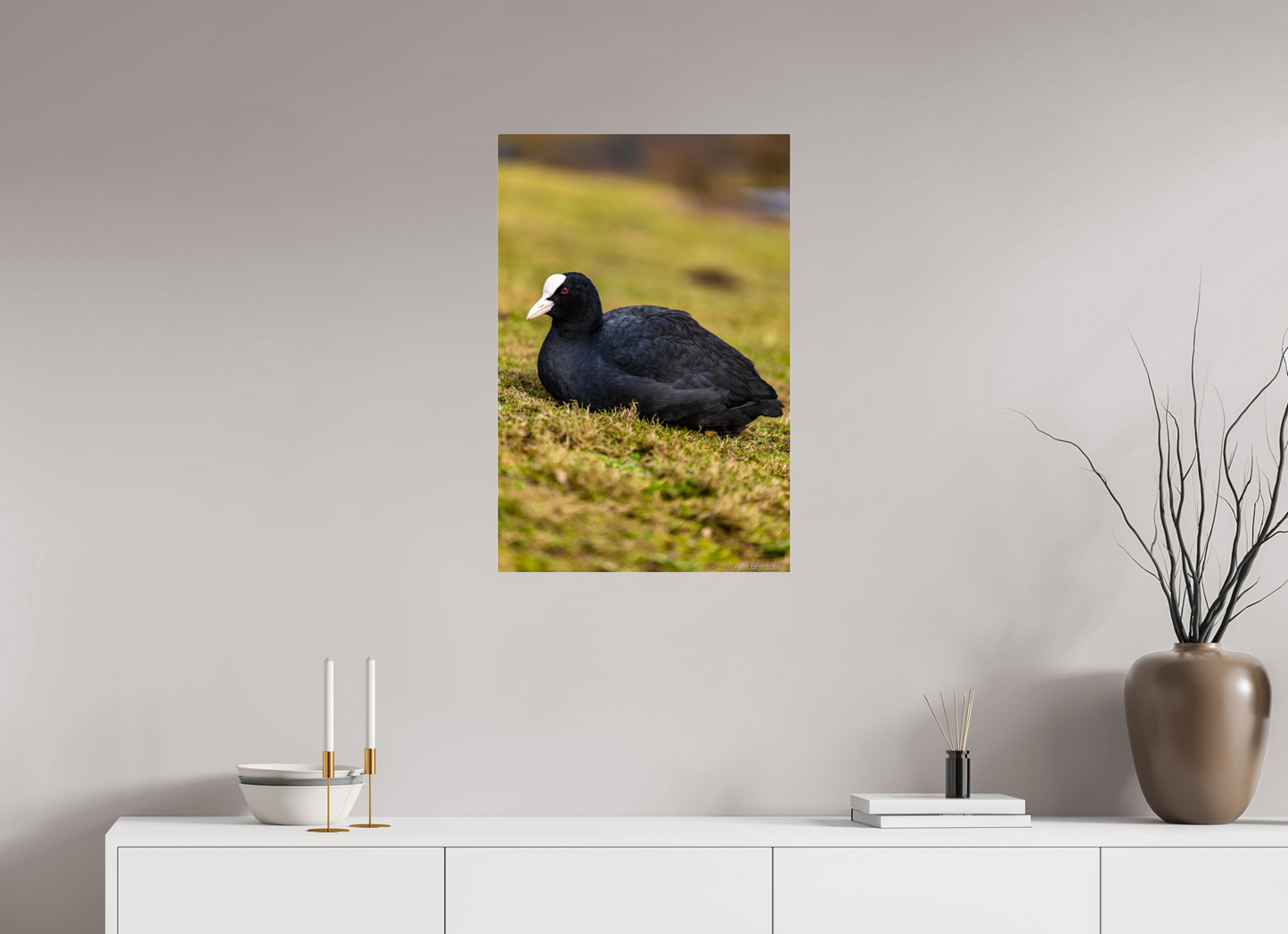 Elegant Coot Bird Art Print on Premium Paper Multiple Sizes Available
