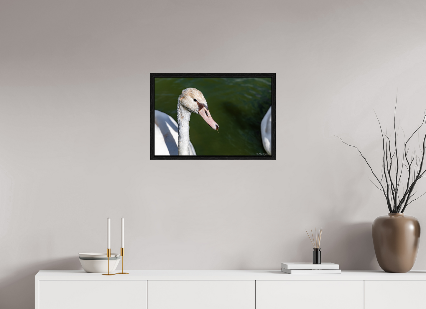Serene Swan Portrait Wall Art - Nature Photography Print